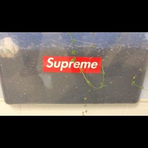 Meet your Posher, Bruce